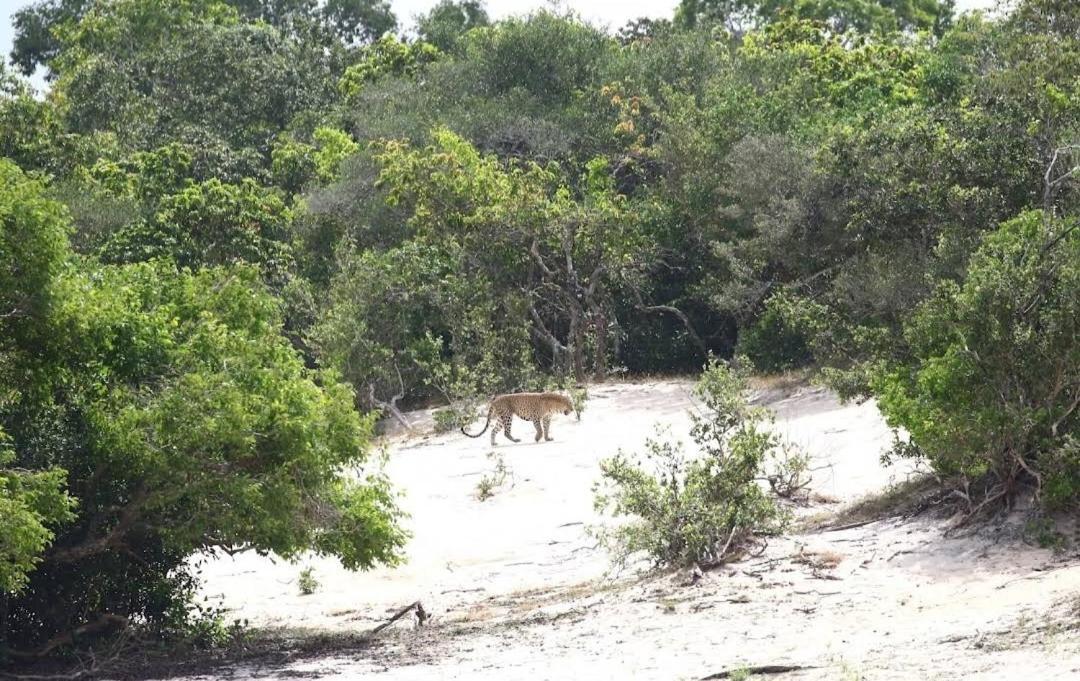 wilpattu Lakwin Guest Hotel Pahala Maragahawewa Bagian luar foto